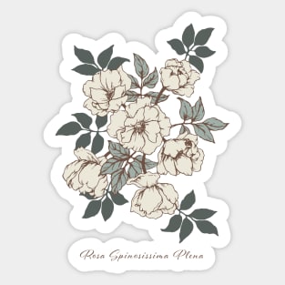 Roses Sticker